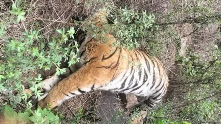 https://www.salarnews.in/public/uploads/images/newsimages/maannewsimage27062025_212128_newimagetiger3 (1).jpg